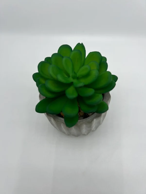 Suculenta artificial