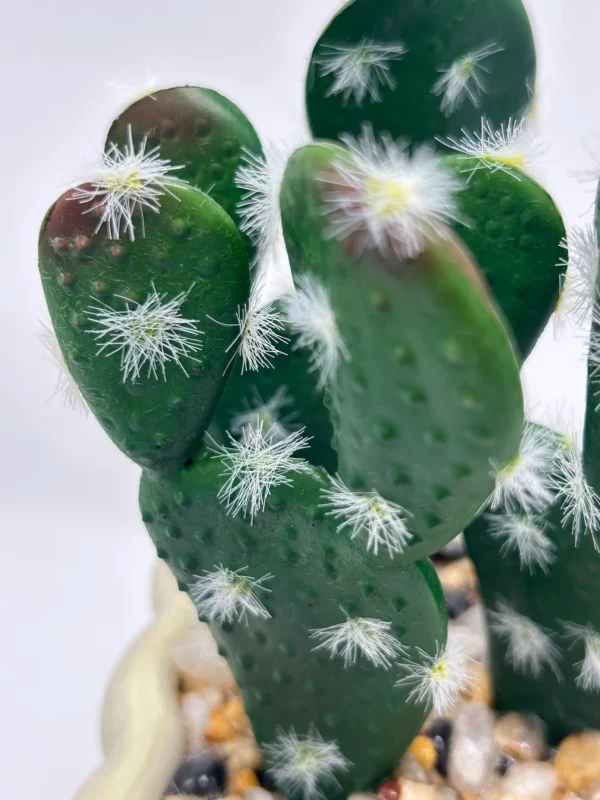 vender plantas de cactus (2)