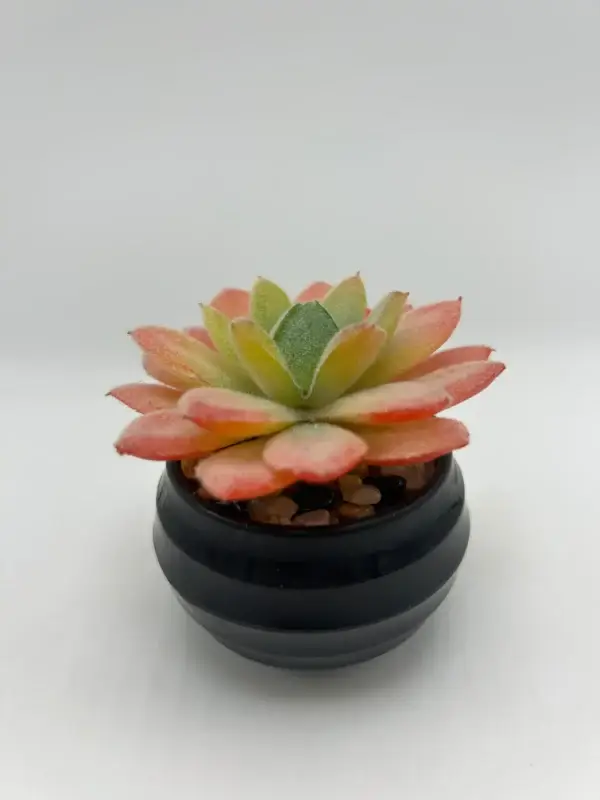 Suculenta de 9 piezas con olla (2)