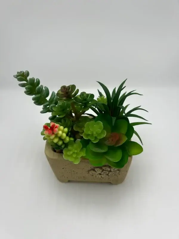 various green succulents