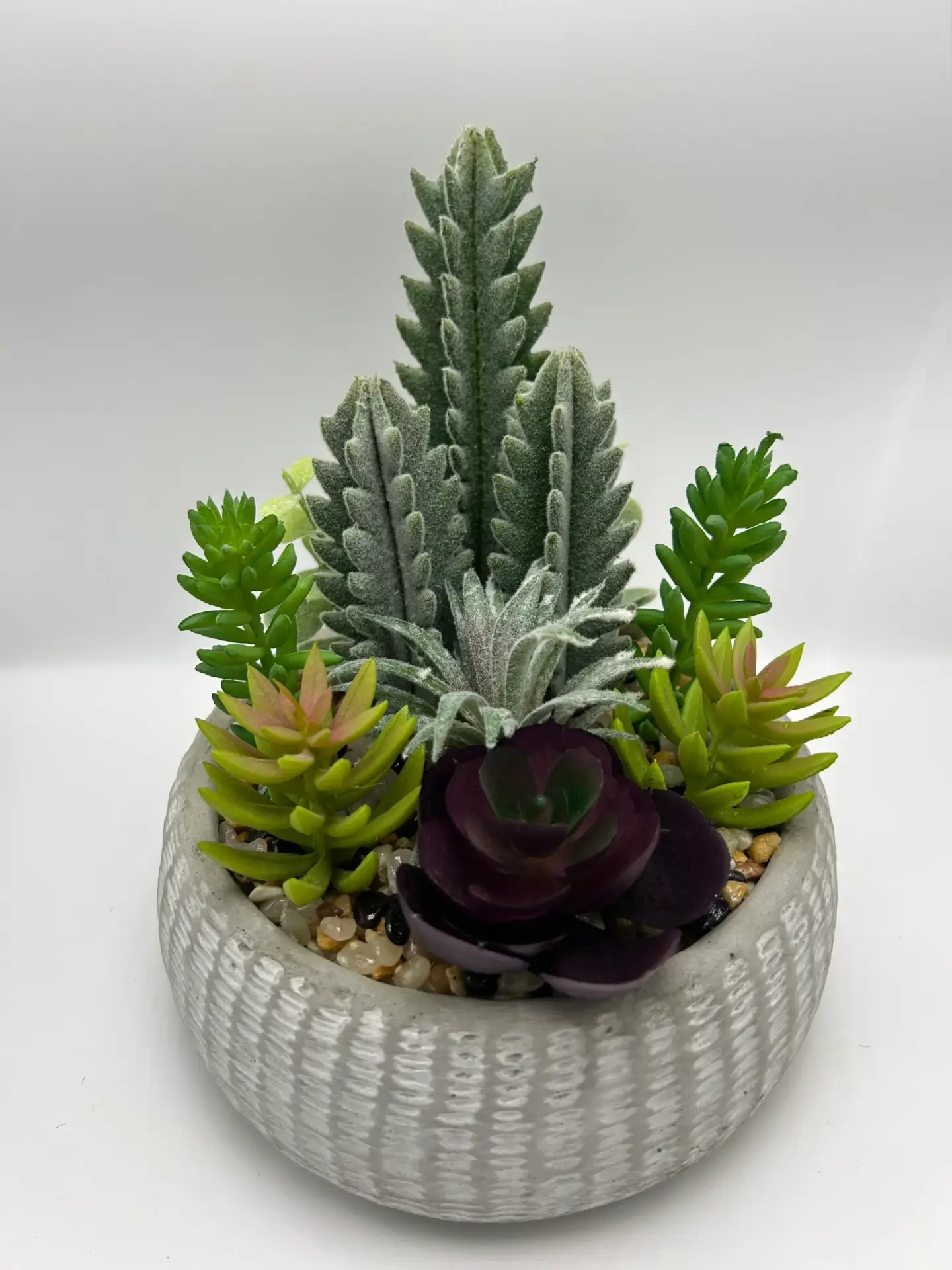 cactus pequeños