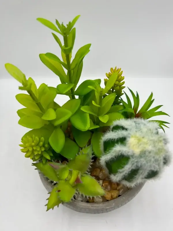 cactus pequeños tipos